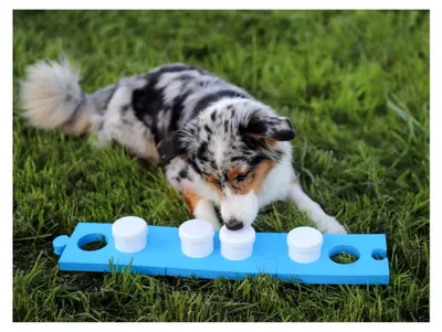Produktbild von Schnüffelset für Hunde mit 4 Dosen, Hundetraining, Geruchssinn, Agility Training