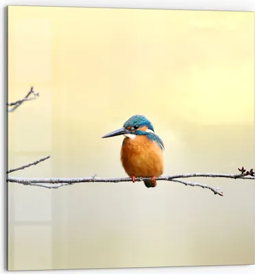 Produktbild von DEQORI Küchenrückwand Glas 60x60 cm 'Königsfischer auf Zweig' Spritzschutz Bad Rückwand