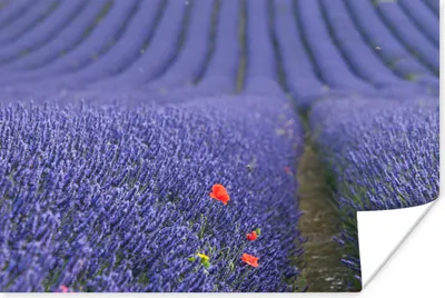 Produktbild von MuchoWow® Poster Lavendel - Mohn - Blumenwiese 180x120 cm - Fotoplakat