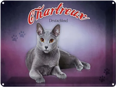 Produktbild von vianmo Blechschild 30x40 cm Katze Chartreux Deutschland