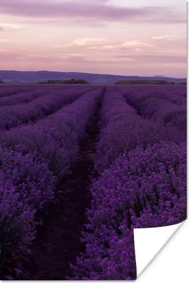 Produktbild von MuchoWow® Poster Lavendel - Lila - Blumen - Natur 20x30 cm - Papierdruck