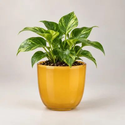 Produktbild von Mica Decorations Blumentopf - ockergelb - Keramik - glanzend - D17 x H16 cm