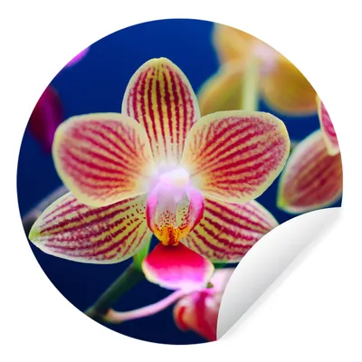 Produktbild von MuchoWow® Runde Wandtattoo - Wandsticker Tapete Aufkleber Von Orchidee Ø 50 cm Selbstklebend und Repositionierbar - Wandaufkleber - Kreis - Wand Kreis - Wand Bild - Foto Tapete - Selbstklebende - Wohnzimmerdekoration - Wand Dekoration - Kinderzimmer