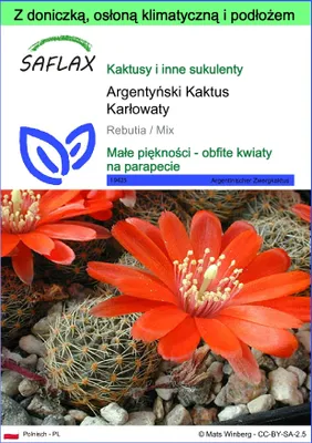 Zdjęcie produktu dla SAFLAX - Garden to go - Argentyński Kaktus Karłowaty - 40 Nasiona - Z doniczką, pokrywą klimatyczną i podłożem do uprawy - Rebutia / Mix