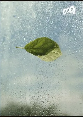 Obrázok produktu pre Zápisník "Green Calm", zmiešané motívy, A4, prázdny, 80 listov, COOL BY VICTORIA