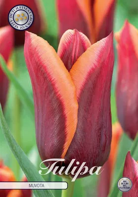 Artikelbild 2 von 'Tulpe Muvota (7 Stück)' aus der Kategorie Tulpenzwiebeln