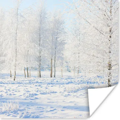 Produktbild von MuchoWow® Poster Schnee - Bäume - Winter 75x75 cm - Wand Dekoration