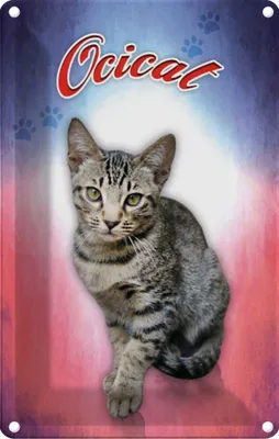 Produktbild von vianmo Blechschild 30x20 cm Katze Ocicat Tier Haustier