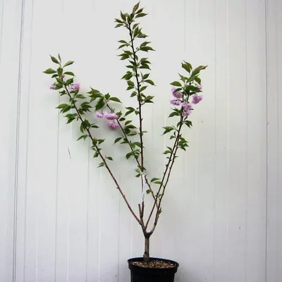 Produktbild von Japanische Blütenkirsche Prunus serrulata Kanzan rosa blühend ca. 40 cm 7,5 Liter