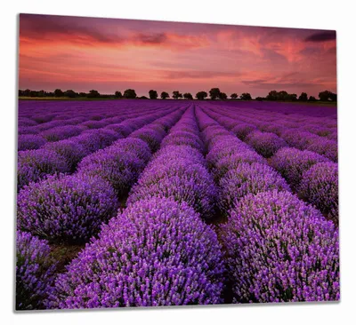 Produktbild von Wallario Herdabdeckplatte aus Glas, Größe 60 x 52 cm 1-teilig, Motiv Lavendelfeld unter rotem Himmel
