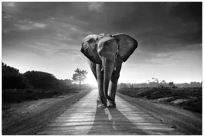 Produktbild von Wallario Wandbild aus Acryl, 90 x 60 cm, freischwebende Optik - Elefant bei Sonnenaufgang in Afrika schwarzweiß