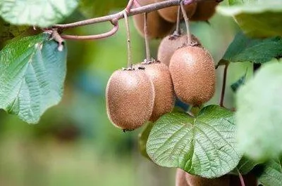 Productafbeelding van Actinidia deliciosa 'Jenny' - Zelfbestuivende kiwi 'Jenny' | 50-60 cm in pot