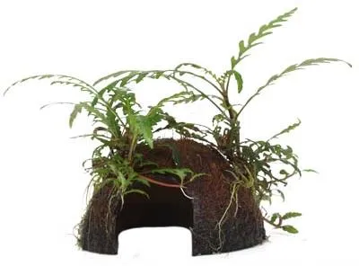 Produktbild von Aquarium Pflanze Hygrophila pinnatifida auf Kokosnussschale Tropica 509 YCS