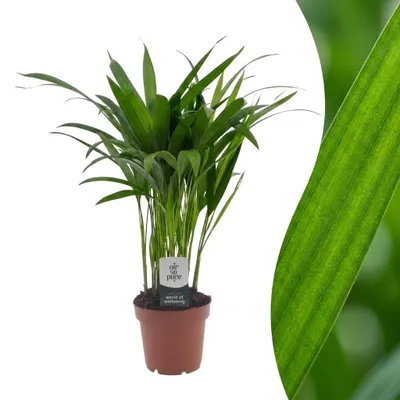 Image de Green boutiQ - Areca Lutescens - Goudpalm - 1 Plant - Pot 12cm - Hoogte - 45cm