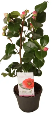 Produktbild von Camellia japonica Dr King rot Kamelie 55cm Topfpflanze