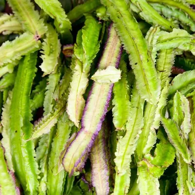 Produktbild von Spargelerbse Samen Tetragonolobus purpureus 40 Stück für dunkelrote, viergeteilte Schoten