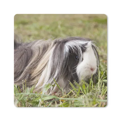 Produktbild von MuchoWow® Mauspad Mousepad Langhaar-Meerschweinchen 30x30 cm - Mousepads - Maus Mat - Pad - Mausunterlage - Gaming