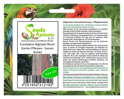 Zdjęcie produktu dla 20x Eucalyptus deglupta Drzewo Ogrodowe Rośliny - Nasiona B1442