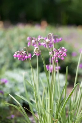 Produktbild von Allium carinatum ssp. pulchellum, Zierlauch, ca. 9x9 cm Topf