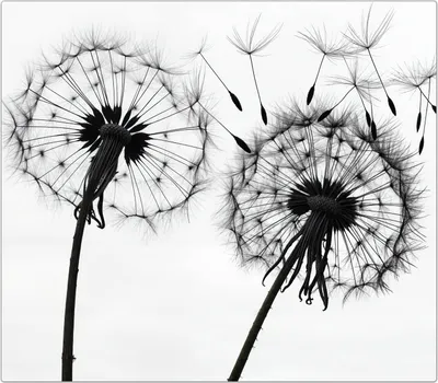 Produktbild von Spritzschutz Herdabdeckplatte Schneidebrett aus Glas Pusteblumen 1-Teilig (60x52cm)