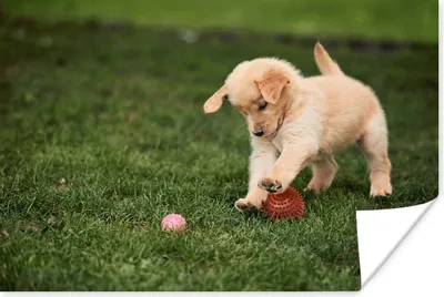 Produktbild von MuchoWow® Poster Welpe spielt mit Ball 90x60 cm - Schlafzimmer