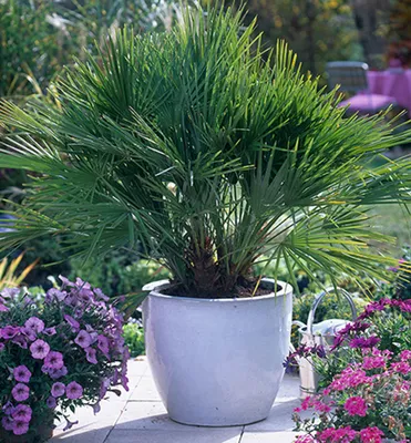 Produktbild von Zwergpalme (Chamaerops humilis), 80-100 cm, Cont. 18 l