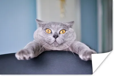 Produktbild von MuchoWow® Poster Katze - Angst - Stuhl 120x80 cm - Bilder