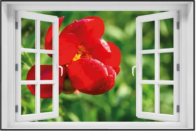 Produktbild von Wallario Wandbild mit Fenster-Illusion: Wilde rote Pfingstrose in Nahaufnahme, Größe: 61 x 91,5 cm, Poster mit schwarzem Aluminiumrahmen