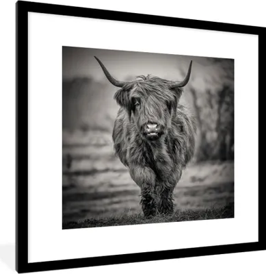 Produktbild von MuchoWow® MuchoWow® Gerahmtes Poster Schottisches Hochlandrind - Schwarz und Weiß 40x40 cm - Poster mit zchwarzem Bilderrahmen - Poster - Plakat im Rahmen