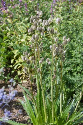 Produktbild von Eryngium agavifolium, Mannstreu, ca. 11x11 cm Topf, stacheliges Laub