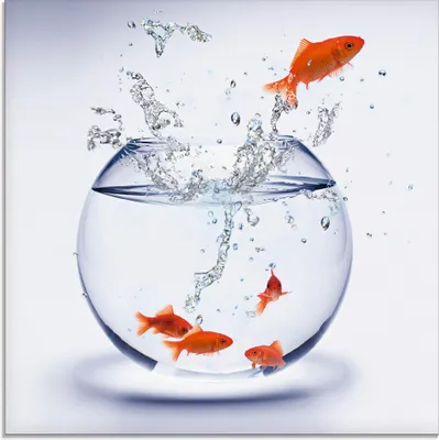 Produktbild von ARTland Glasbild Goldfischaquarium Größe: 30x30 cm