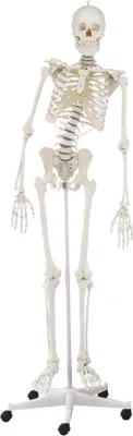 Produktbild von Model kostry Erler Zimmer "Skeleton Hugo", pohyblivý