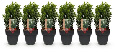 Image de Green boutiQ - Plantes de haie - Euonymus japonica Green Spire - feuillage vert - 6 plants - 1 mètre linéaire - à feuillage persistant - pot de 17 cm, hauteur 40 cm