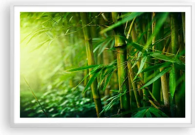 Produktbild von Gerahmtes Poster - Weißer Rahmen - Bambus Pflanze - 91,5x61 cm - Wand Bild - Wanddeko - Wandbilder - Kunstposter - Wandposter - Bilderrahmen - Bilder - Kunstdruck - Wandbild - P2WAA91x61-3558