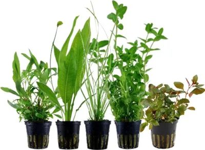 Produktbild von Pflanzen Set mit 5 Hintergrund Topf Aquarium Wasserpflanzen AquaOne Nr.117