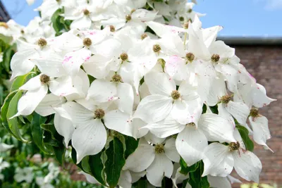 Produktbild von Cornus kousa 'Moonbeam', Japanischer Blumen-Hartriegel, 80–100 cm