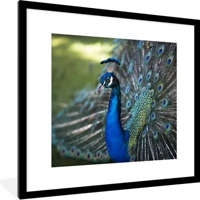 Produktbild von MuchoWow® Gerahmtes Poster Pfau - Vögel - Blau 40x40 cm - Poster mit Schwarzem Bilderrahmen Wandposter Rahmen Foto Bilder - Poster - Plakat im Rahmen