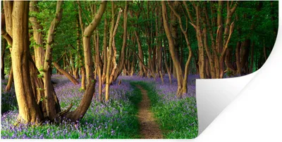 Produktbild von MuchoWow® Wandtattoo Wandsticker Wandaufkleber Wald - Weg - Blumen 160x80 cm Selbstklebend und Repositionierbar - Sticker - Dekorfolie