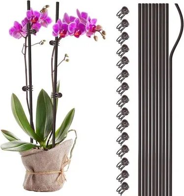 Produktbild von Pflanzenstützset aus Metall mit 10 Stücken, Pflanzenclips für Gartenpfähle, Pflanzenunterstützung 40 cm