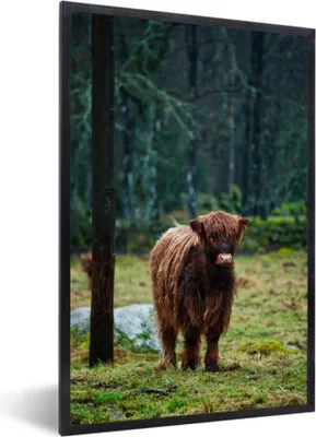 Produktbild von MuchoWow® MuchoWow® Gerahmtes Poster Schottisches Hochlandrind - Wald - Moos 20x30 cm - Poster mit zchwarzem Bilderrahmen - Drucken - Bilder Poster im Rahmen