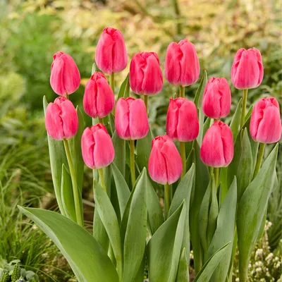 Produktbild von Bloomique - Mischung aus 20 - Tulipa - Tulpenzwiebeln - Rosa - Blumenzwiebeln - Frühlingsblüher - Mehrjährige Pflanzen - Wird bis zu 45-55 cm groß