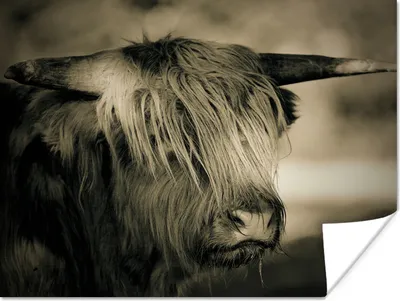 Produktbild von MuchoWow® Poster Schottischer Highlander - Tiere - Haare 160x120 cm - Foto Plakat