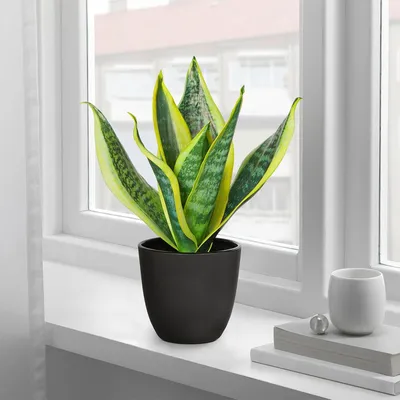 Produktbild von Kunstpflanze Booghennep in Topf - 28 cm - Grüne Zimmerpflanzen und Tischdekoration
