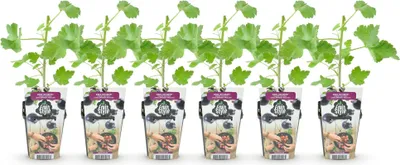 Produktbild von GreenboutiQ - Obstpflanzen - Jostabes - Ribes Jostabes - Winterhart - 6 Pflanzen - Topf 9 cm - Schwarze Johannisbeere