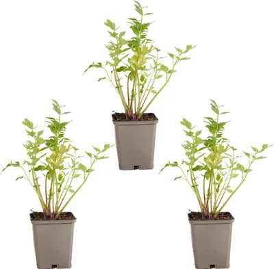 Produktbild von Bloomique - 3er Set - Levisticum Officinale - Liebstöckel - Maggipflanze - Kräuter - Gartenpflanzen - Winterhart - Höhe 10-20cm - Topf 9x9cm