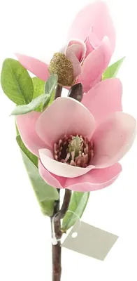 Produktbild von DPI Magnolienzweig Pink mit 1 Blüte und 2 Knospen 36 cm - Kunstblumen