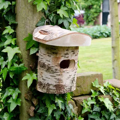 Produktbild von CJ Wildlife Nistkasten - ausgehöhlter Birkenstamm ( 100%) - Innenmaße 12,5 x 8 x 8 cm - für Zaunkönige und andere Vögel - braun