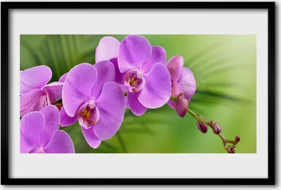 Produktbild von Bild 60x40 MDF-Rahmen Wandkunst Orchidee Orchidee Blumen