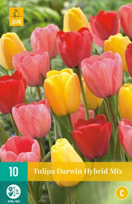 Artikelbild 1 von 'Tulpen Mischung (10 Stück)' aus der Kategorie Darwin-Hybrid-Tulpen