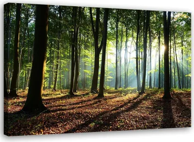 Produktbild von Leinwandbild wald bei sonnenaufgang landschaft 100x70 cm Feeby grün wandbild bereit zum aufhängen